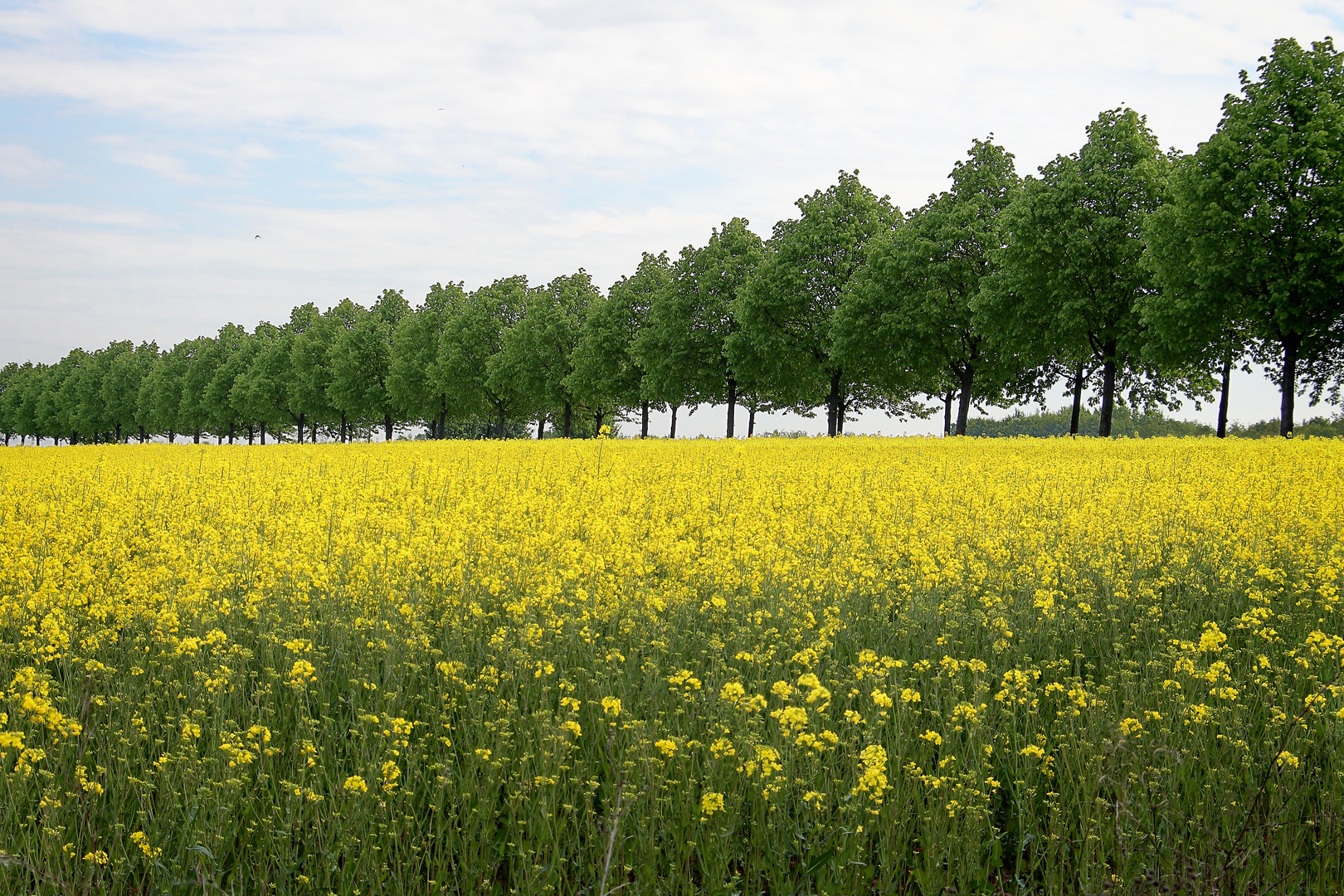 Rapsblüte am Kronsberg #2 Mai 2017