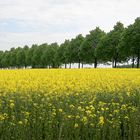 Rapsblüte am Kronsberg #2 Mai 2017