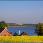 Rapsblüte am Ratzeburger See