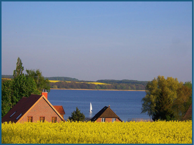 Rapsblüte am Ratzeburger See