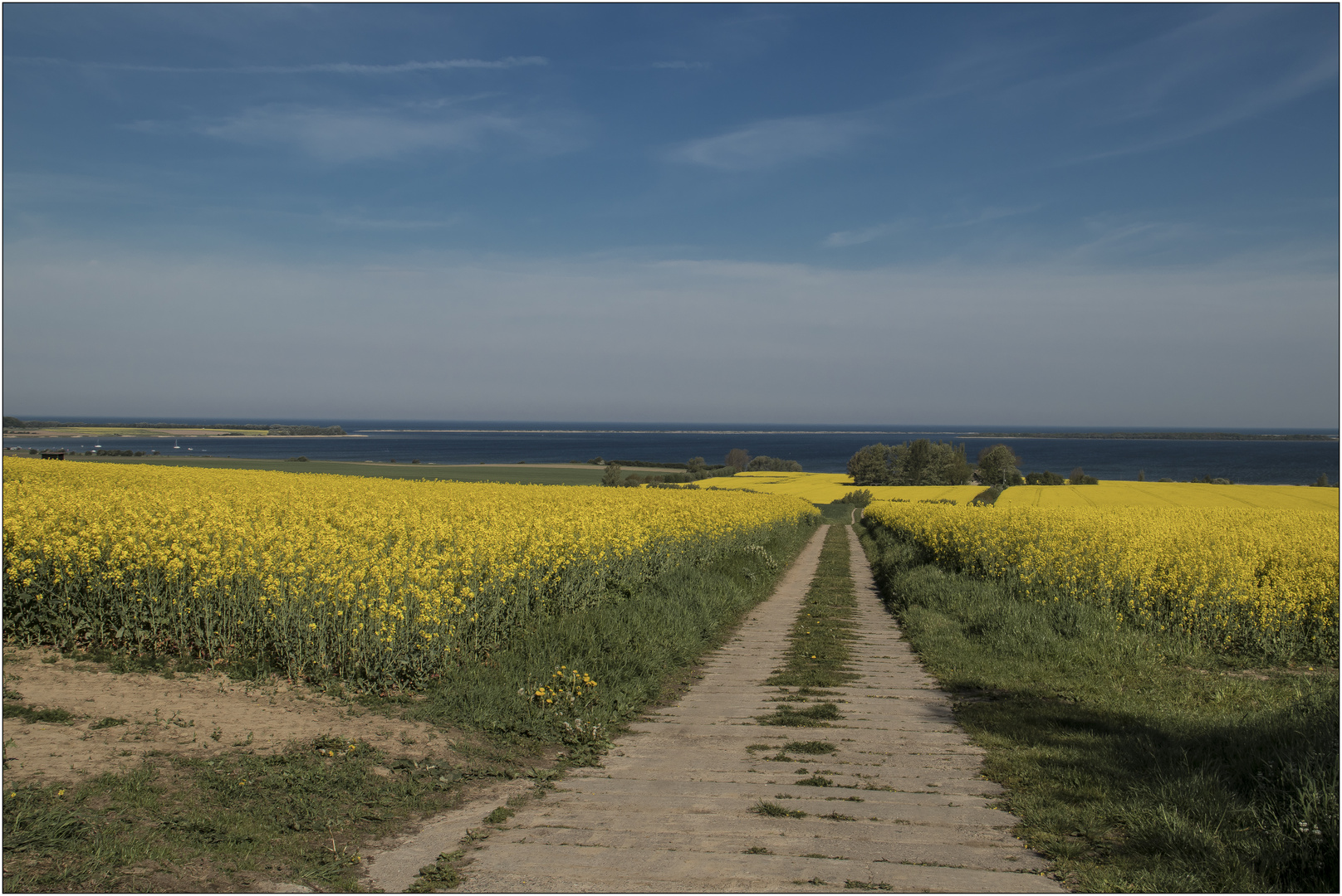 Rapsbluete am Salzhaff #1