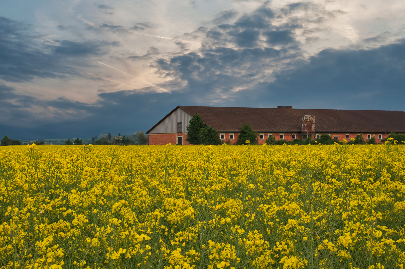 Rapsblüte am Schweinestall