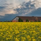 Rapsblüte am Schweinestall