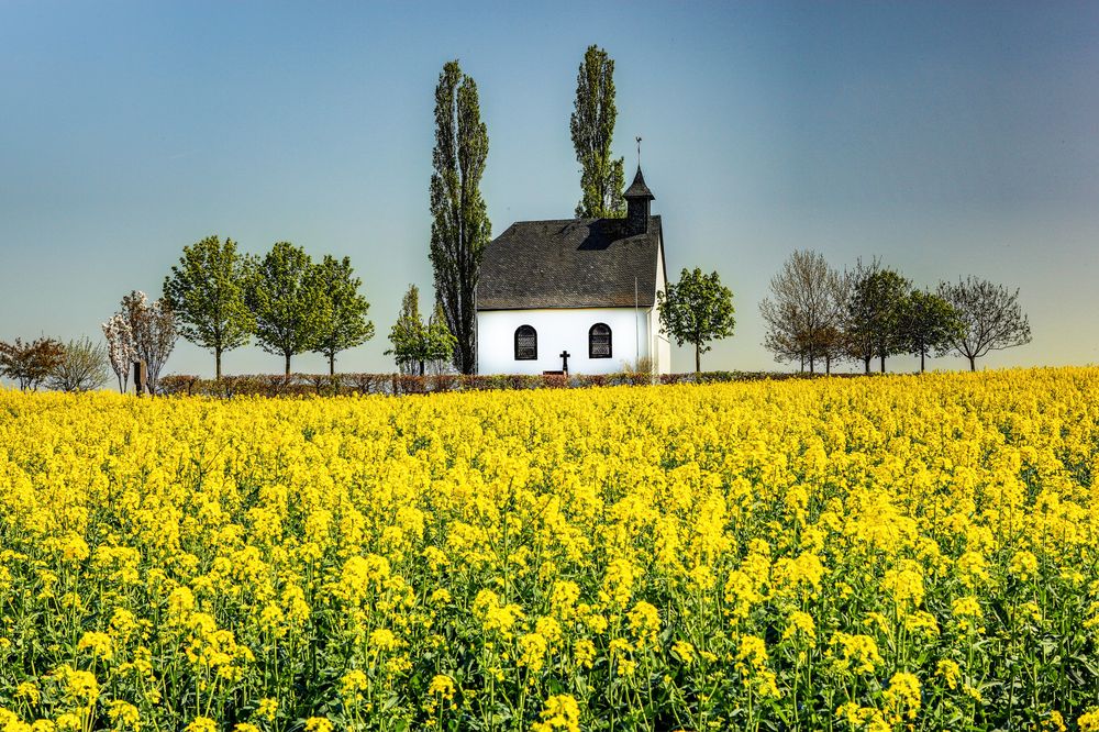 Rapsblüte an der Kapelle bei Mertloch/Eifel