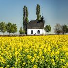 Rapsblüte an der Kapelle bei Mertloch/Eifel