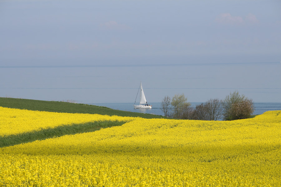 Rapsblüte an der Ostsee