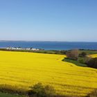 Rapsblüte an der Ostsee