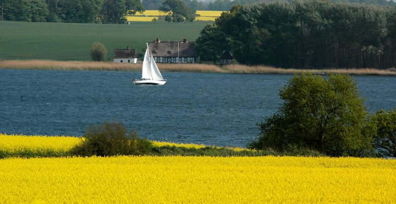 Rapsblüte an der Schlei