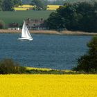 Rapsblüte an der Schlei