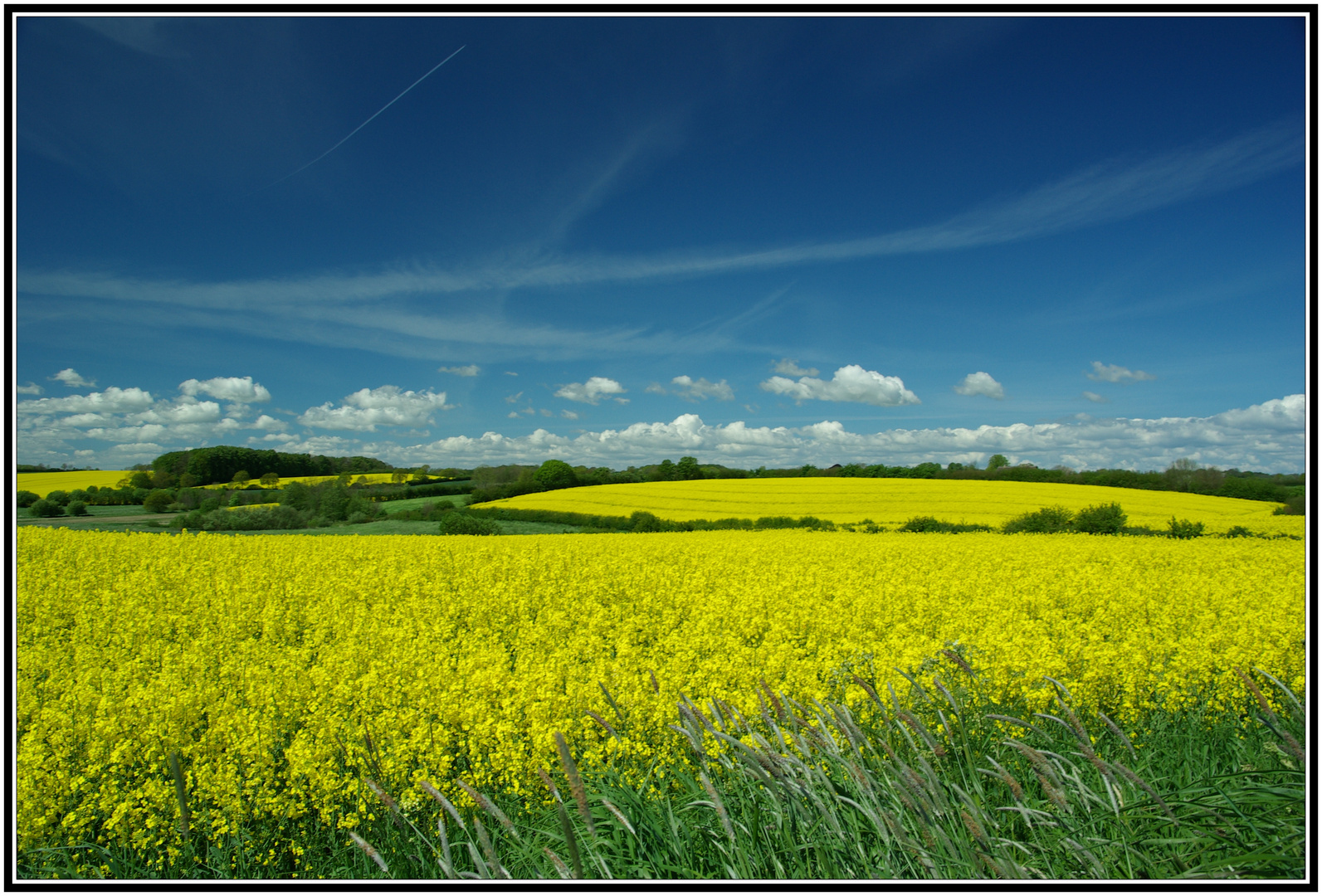 Rapsblüte an der Schlei