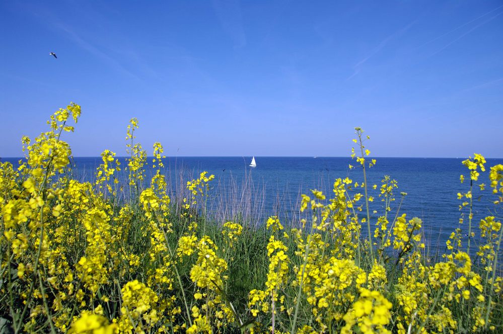 Rapsblüte an der Steilküste Schönhagen / Ostsee