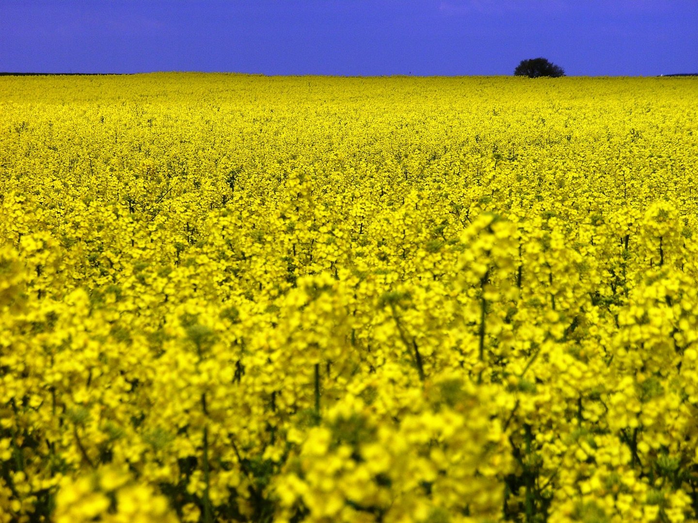 Rapsblüte auf dem Maifeld