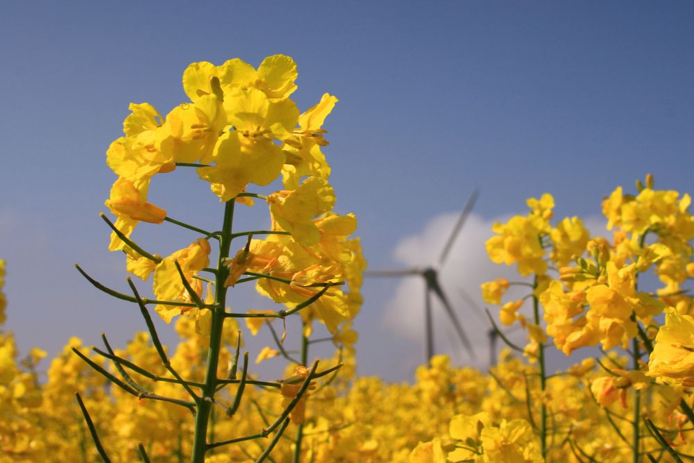 Rapsblüte auf Fehmarn (1)