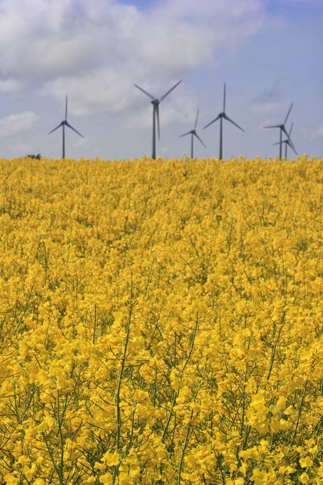 Rapsblüte auf Fehmarn (2)