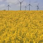 Rapsblüte auf Fehmarn (2)