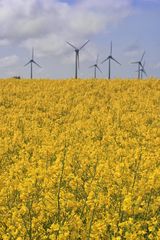 Rapsblüte auf Fehmarn (2)