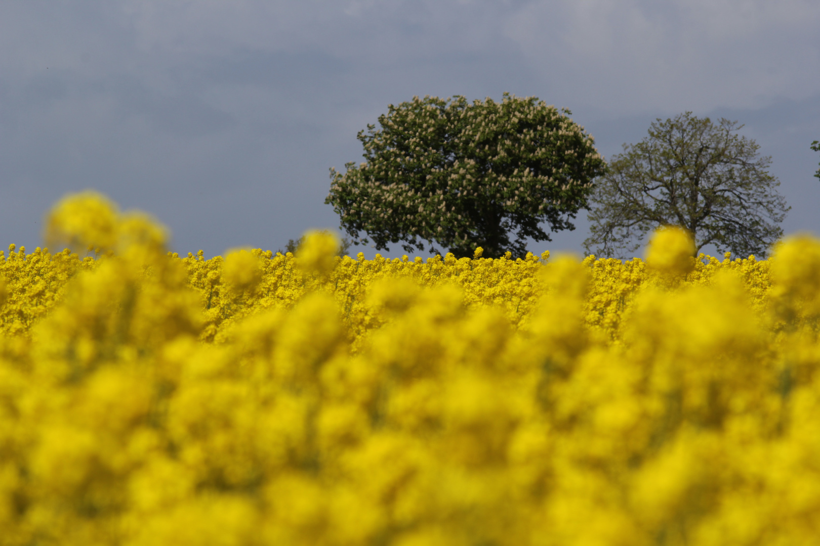 Rapsblüte auf Fehmarn