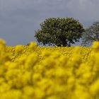 Rapsblüte auf Fehmarn