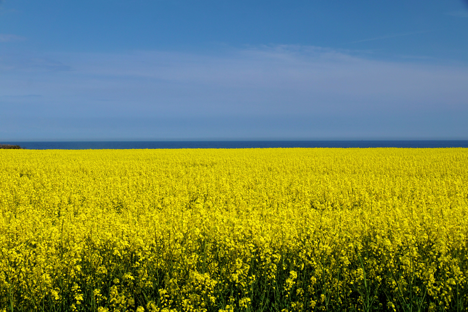 Rapsblüte auf Fehmarn