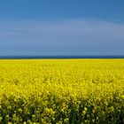 Rapsblüte auf Fehmarn