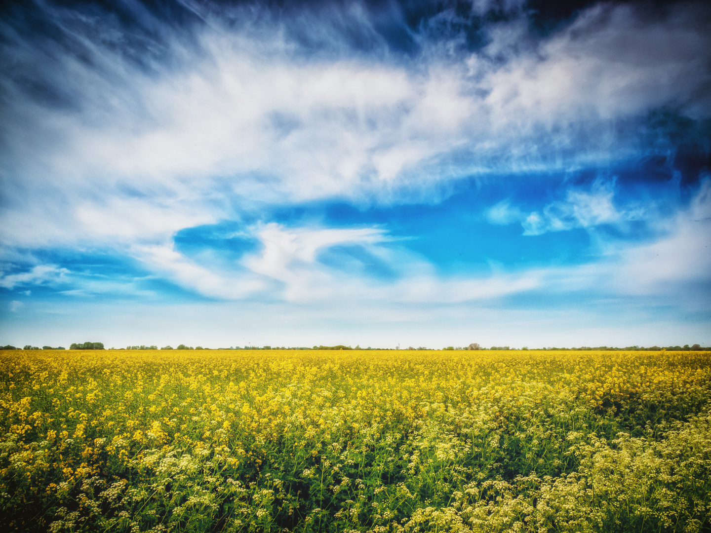 Rapsblüte auf Fehmarn