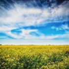 Rapsblüte auf Fehmarn