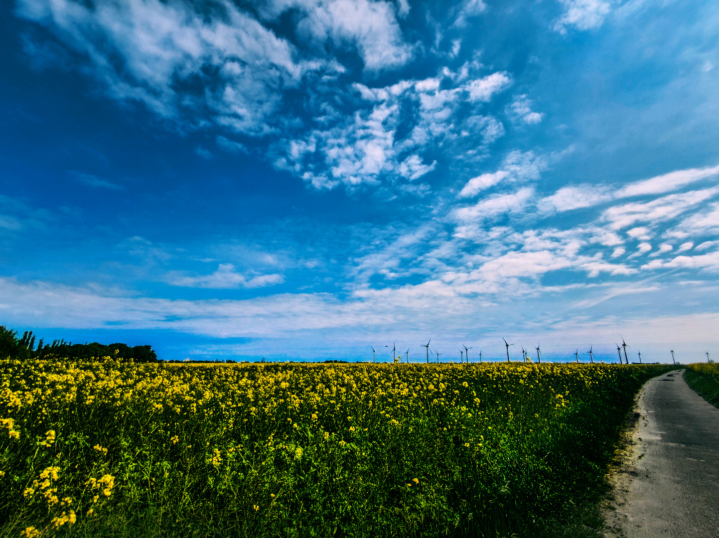 Rapsblüte auf Fehmarn