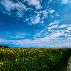 Rapsblüte auf Fehmarn