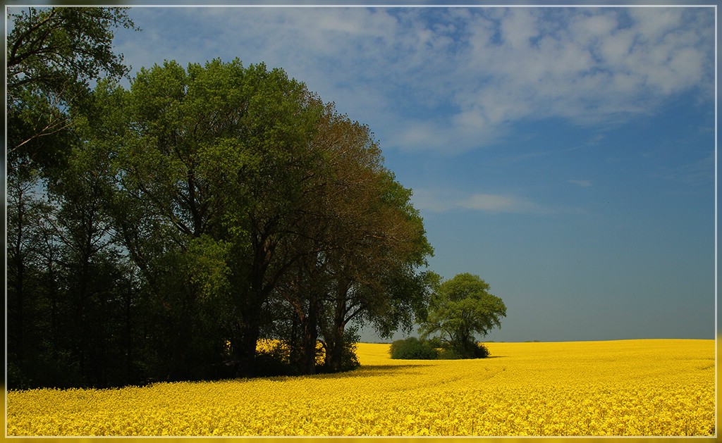 Rapsblüte auf Rügen