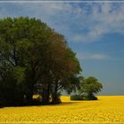 Rapsblüte auf Rügen