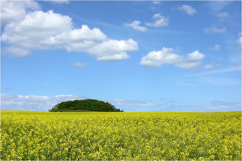 Rapsblüte auf Rügen