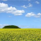 Rapsblüte auf Rügen