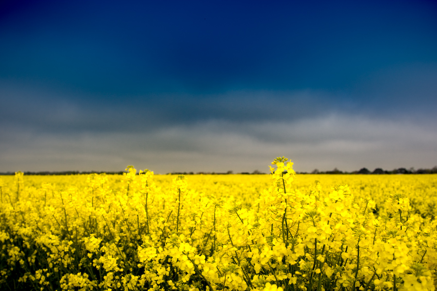 Rapsblüte auf Sylt