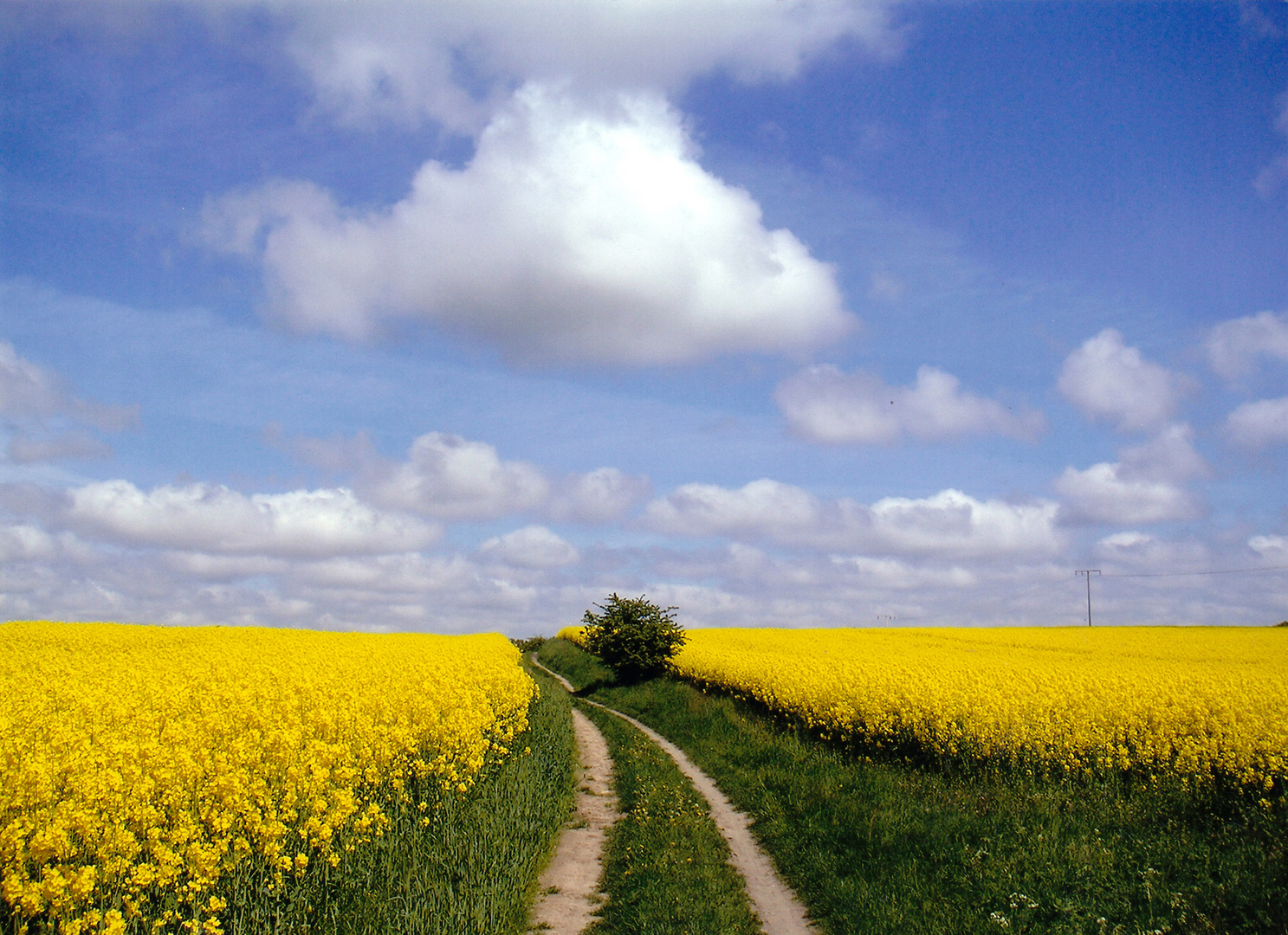 Rapsblüte auf Usedom....wenn es doch schon so weit wäre!!!