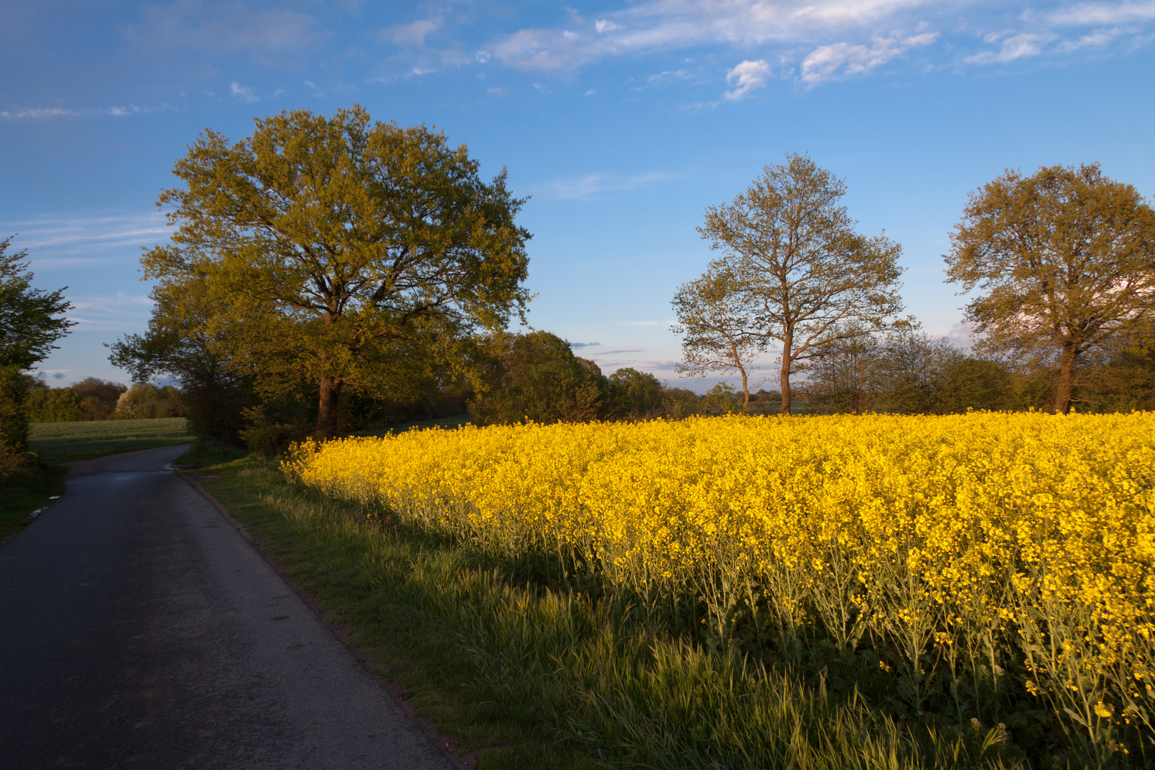 Rapsblüte