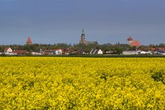 Rapsblüte bei Greifswald