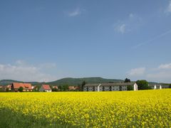 Rapsblüte bei Hastenbeck