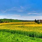 Rapsblüte bei Limmritz (Sachsen)