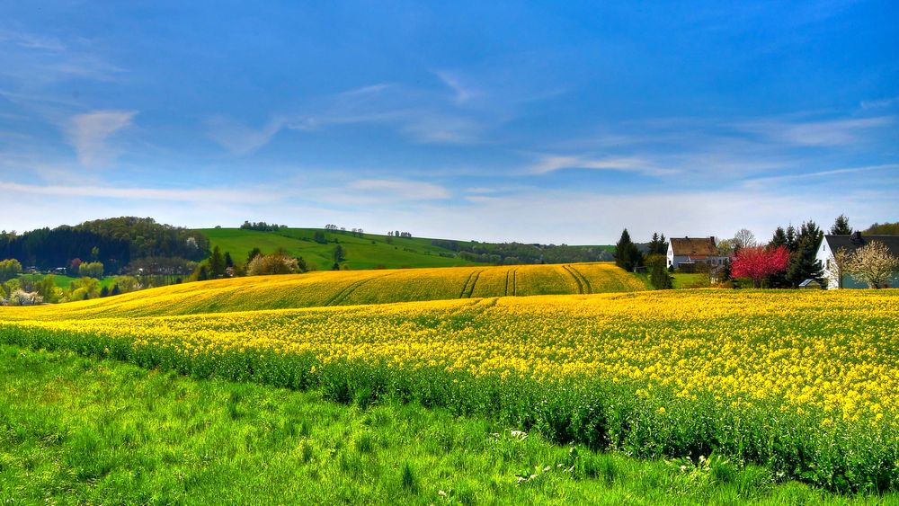 Rapsblüte bei Limmritz (Sachsen)