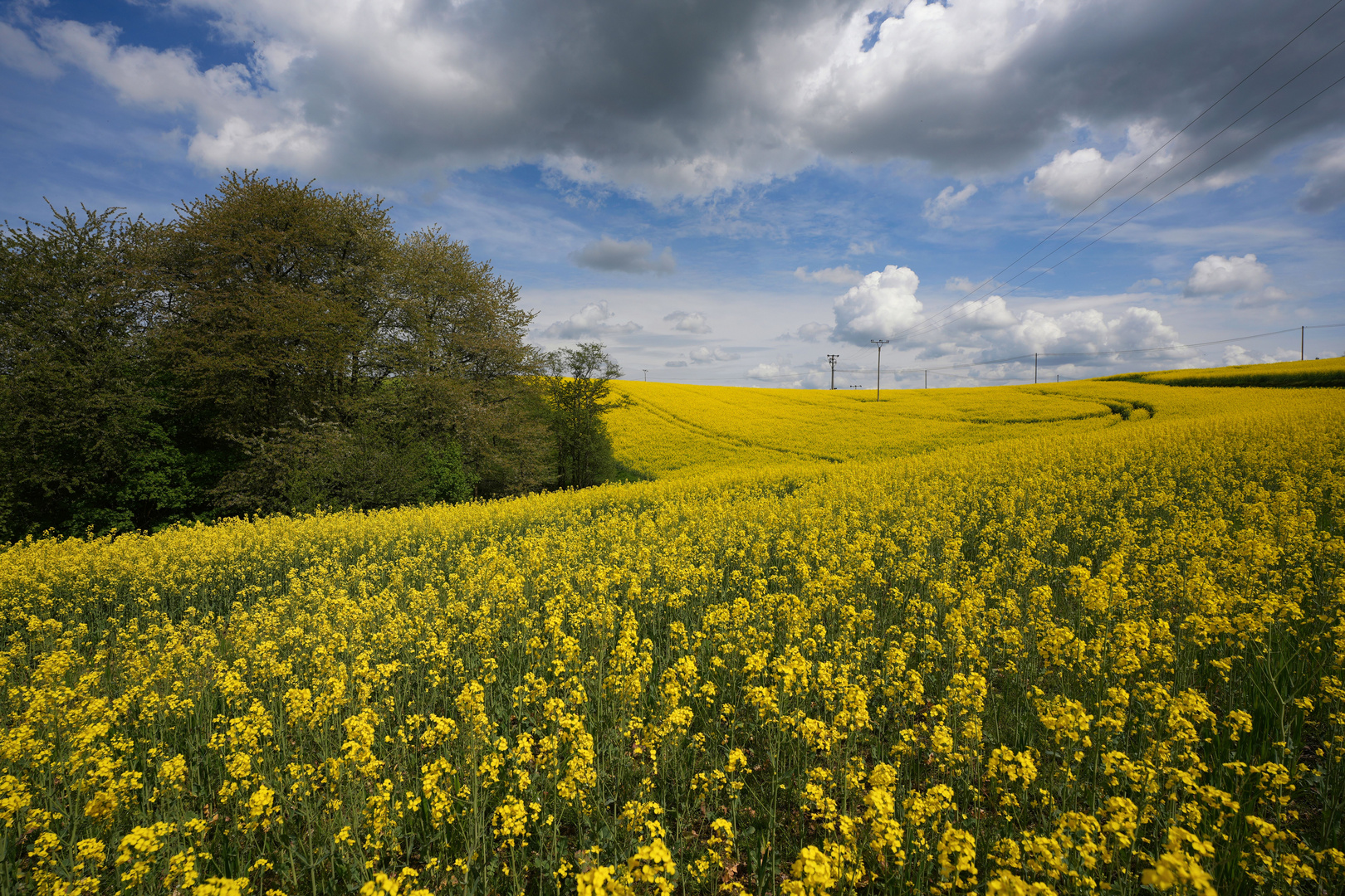 Rapsblüte by Rahms 3