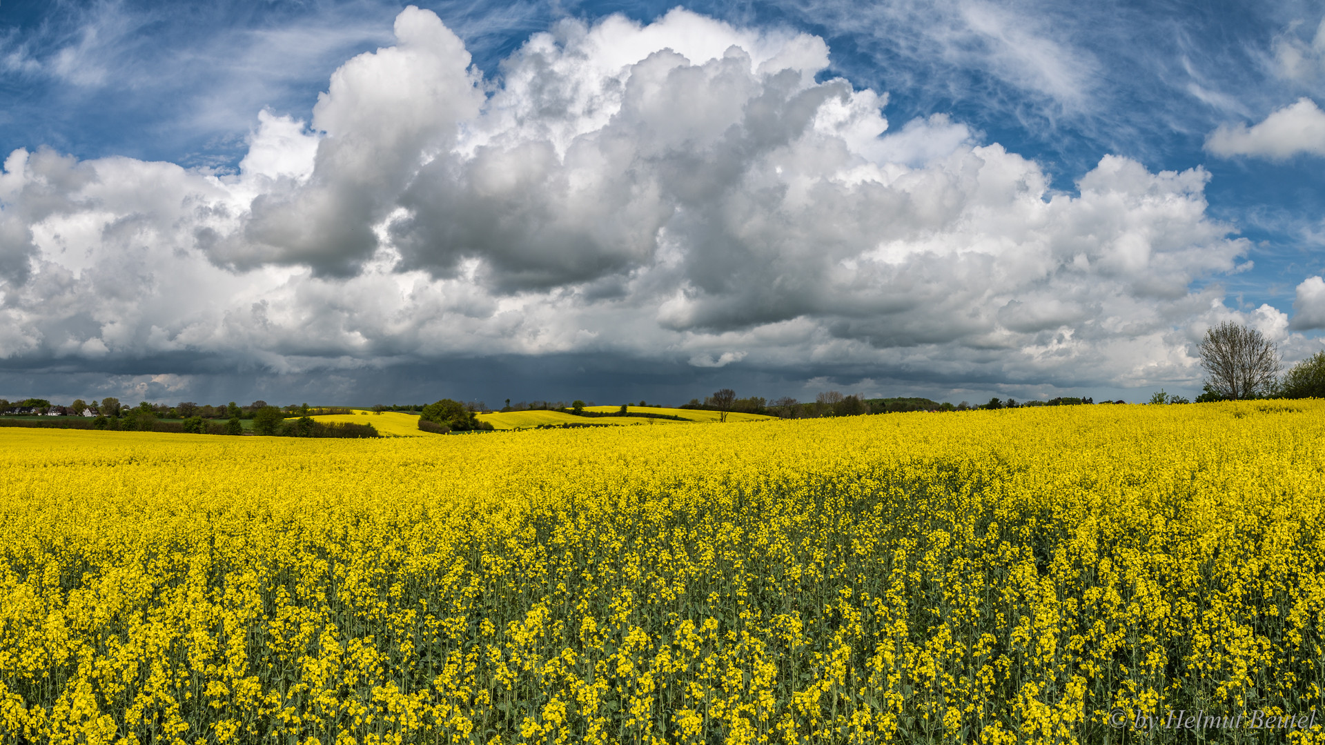 Rapsblüte - gelb soweit das Auge sieht