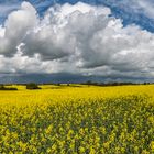 Rapsblüte - gelb soweit das Auge sieht