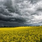 Rapsblüte - gleich gibts ein Donnerwetter