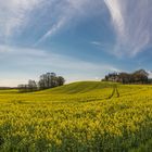 Rapsblüte -Holsteinsche Schweiz