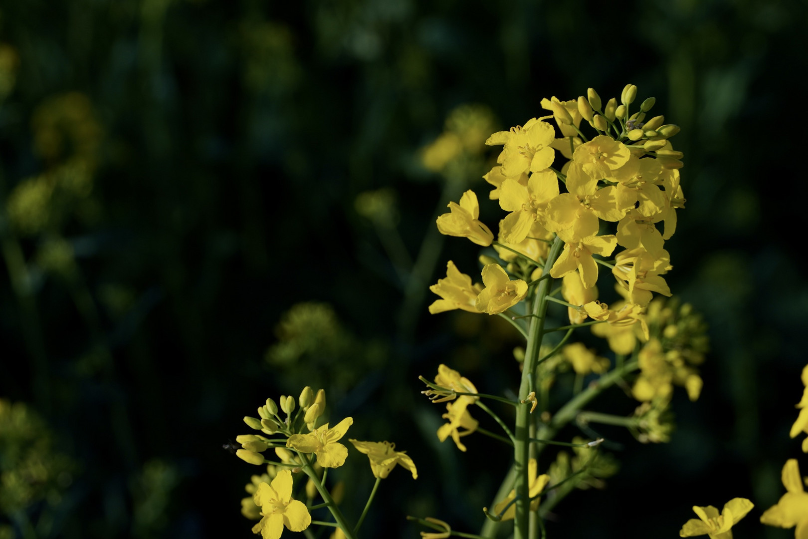 Rapsblüte im Abendlicht