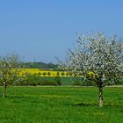 Rapsblüte im Calenberger Land