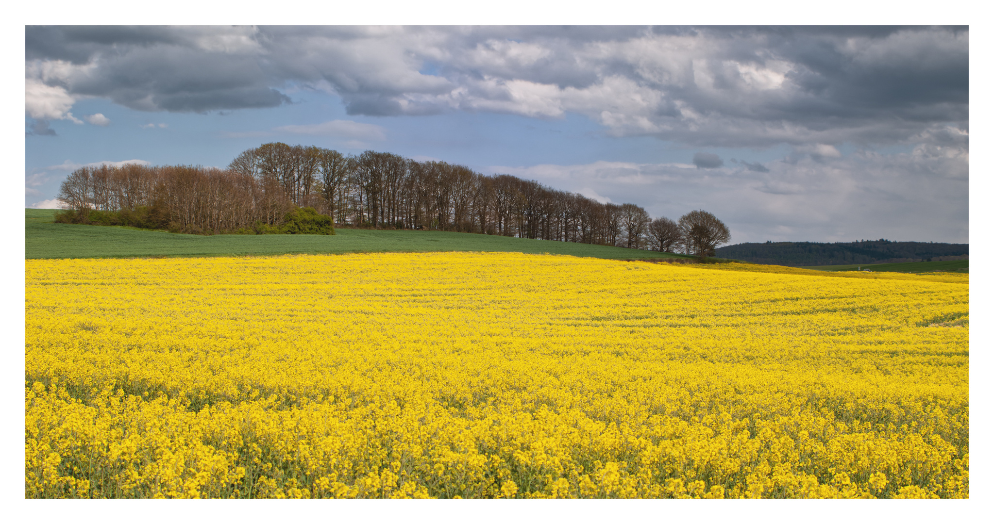 Rapsblüte im Donnersbergkreis