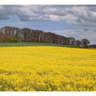 Rapsblüte im Donnersbergkreis