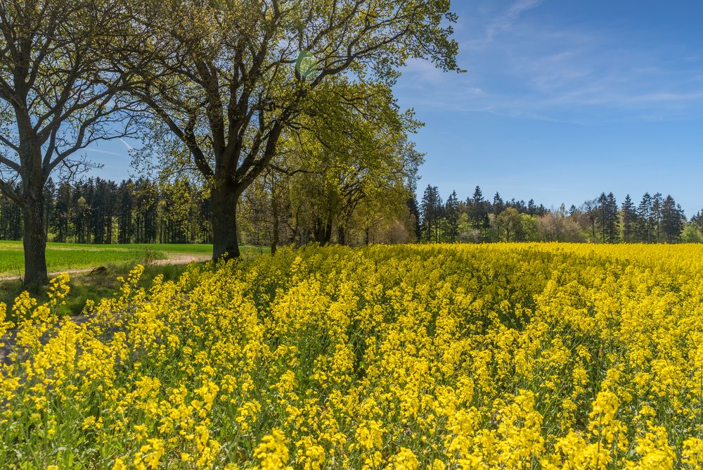 Rapsblüte im Frühjahr