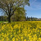 Rapsblüte im Frühjahr